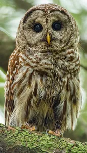 Owl Wallpaper OFFLINE screenshot 1