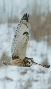 Owl Wallpaper OFFLINE screenshot 2