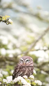 Owl Wallpaper OFFLINE screenshot 3