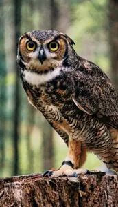 Owl Wallpaper OFFLINE screenshot 5