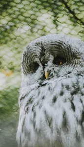 Owl Wallpaper OFFLINE screenshot 6