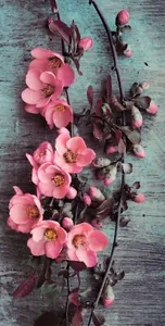 Flowers Wallpapers OFFLINE HD screenshot 2