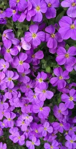 Flowers Wallpapers OFFLINE HD screenshot 4