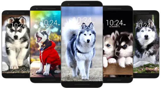 Husky Dog Wallpaper HD screenshot 1