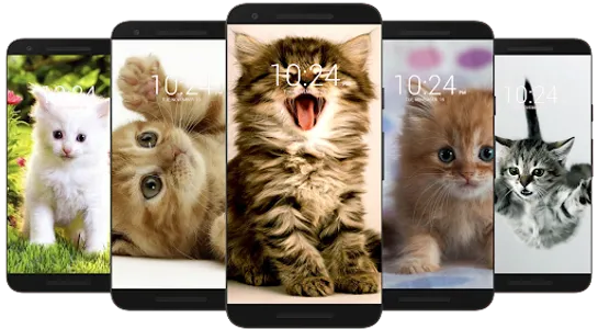 Kitten & Cute Cat Wallpaper HD screenshot 2