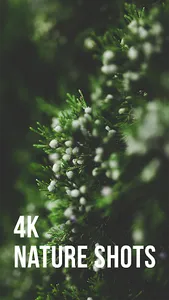 4K Nature Wallpapers screenshot 0