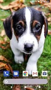 Cute Puppies Live Wallpapers H screenshot 0