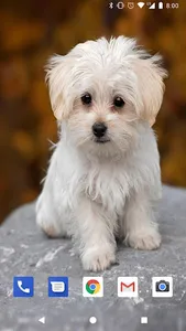 Cute Puppies Live Wallpapers H screenshot 1