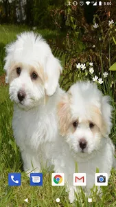 Cute Puppies Live Wallpapers H screenshot 2