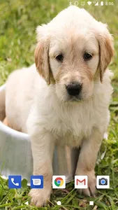 Cute Puppies Live Wallpapers H screenshot 4