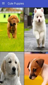 Cute Puppies Live Wallpapers H screenshot 5
