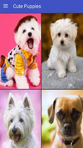 Cute Puppies Live Wallpapers H screenshot 6