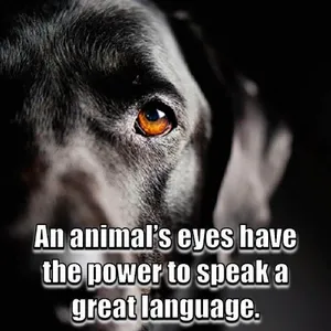 Animal Lover Quotes - Dog Love screenshot 11