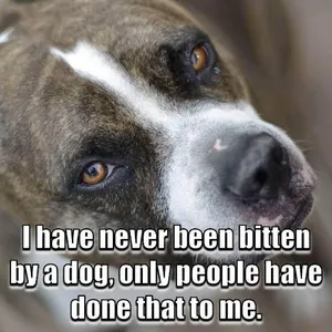 Animal Lover Quotes - Dog Love screenshot 7