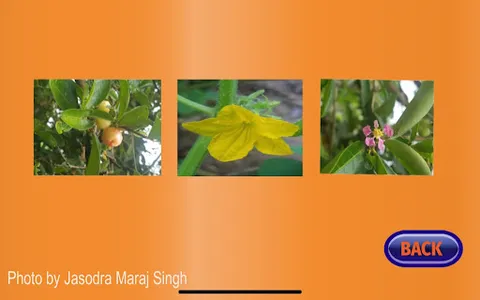 Jigsaw Nature Puzzle screenshot 5