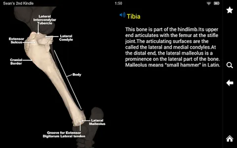 Horse Anatomy: Equine 3D screenshot 13