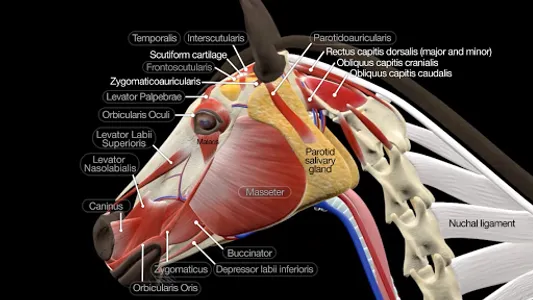 Horse Anatomy: Equine 3D screenshot 5