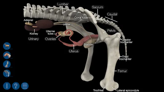 Horse Anatomy: Equine 3D screenshot 6