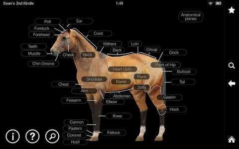 Horse Anatomy: Equine 3D screenshot 9