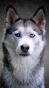 Fondos de Pantalla de Perros y screenshot 0