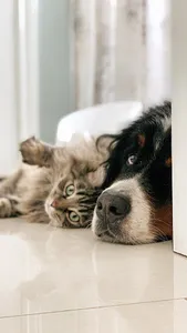 Fondos de Pantalla de Perros y screenshot 4