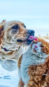 Fondos de Pantalla de Perros y screenshot 5