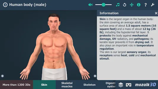 Human body (male) 3D scene screenshot 0