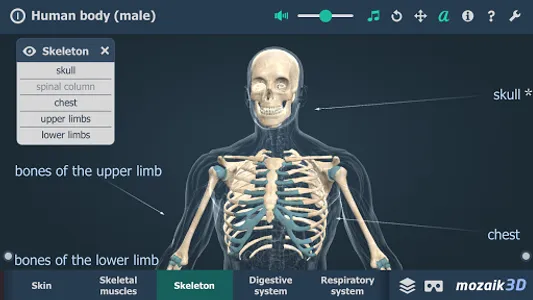 Human body (male) 3D scene screenshot 2