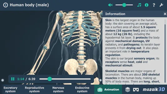 Human body (male) 3D scene screenshot 5