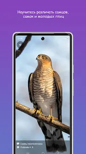 Птицы Средней Волги screenshot 1