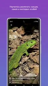 Герпетофауна Средней Волги screenshot 2
