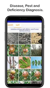FarmBee - The Pomegranate Expe screenshot 4