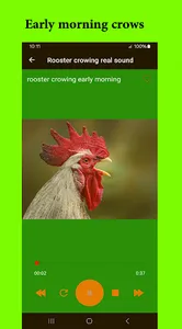 Rooster crowing real sound screenshot 1