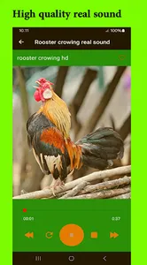 Rooster crowing real sound screenshot 2
