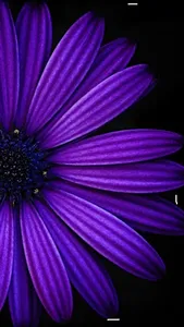 Colorful Flowers in 4K, New Ro screenshot 0