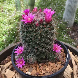 Rose Pincushion Cactus screenshot 0