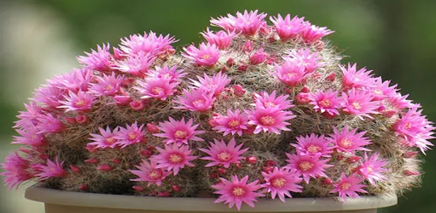 Rose Pincushion Cactus screenshot 1