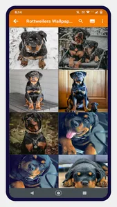 Rottweiler Dog Wallpapers screenshot 5