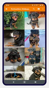 Rottweiler Dog Wallpapers screenshot 6