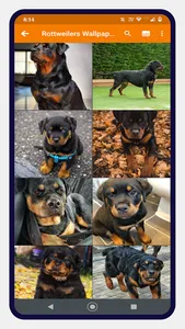 Rottweiler Dog Wallpapers screenshot 7