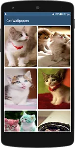 Cute Cat HD Wallpapers screenshot 1