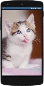 Cute Cat HD Wallpapers screenshot 9