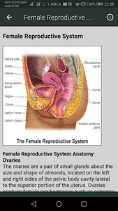 Human Anatomy screenshot 2
