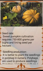 Sweet Pumpkin screenshot 2