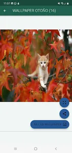 Feliz Otoño, bienvenido frío screenshot 4