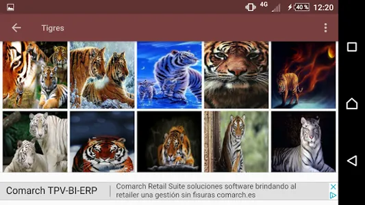 Tigres fondo de pantalla screenshot 2