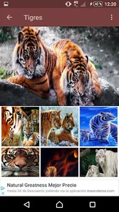 Tigres fondo de pantalla screenshot 4