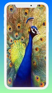 Beautiful Peacock Wallpaper screenshot 0