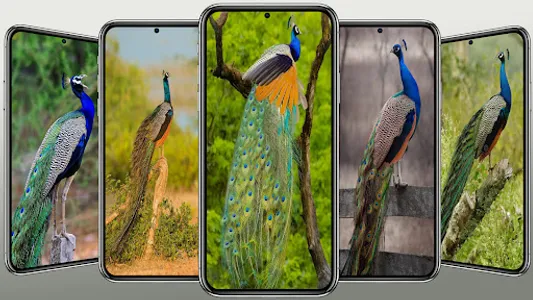 Beautiful Peacock Wallpaper screenshot 1