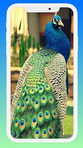 Beautiful Peacock Wallpaper screenshot 2